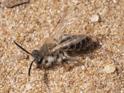 Andrena barbilabris.jpg
